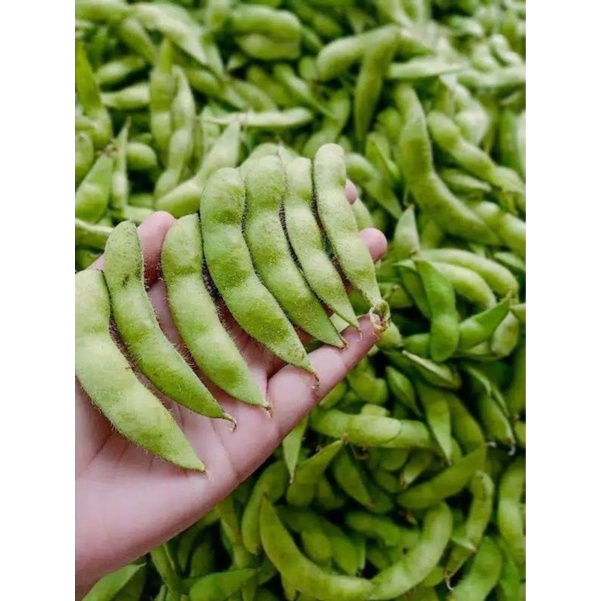 

EDAMAME KEDELAI