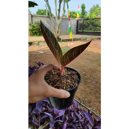 bibit aglonema red sumatra 100% asli