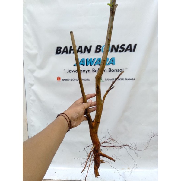 BONSAI JAMBU / POHON JAMBU / DONGKELAN JAMBU / JAMBU KRIKIL / JAMBU BATU