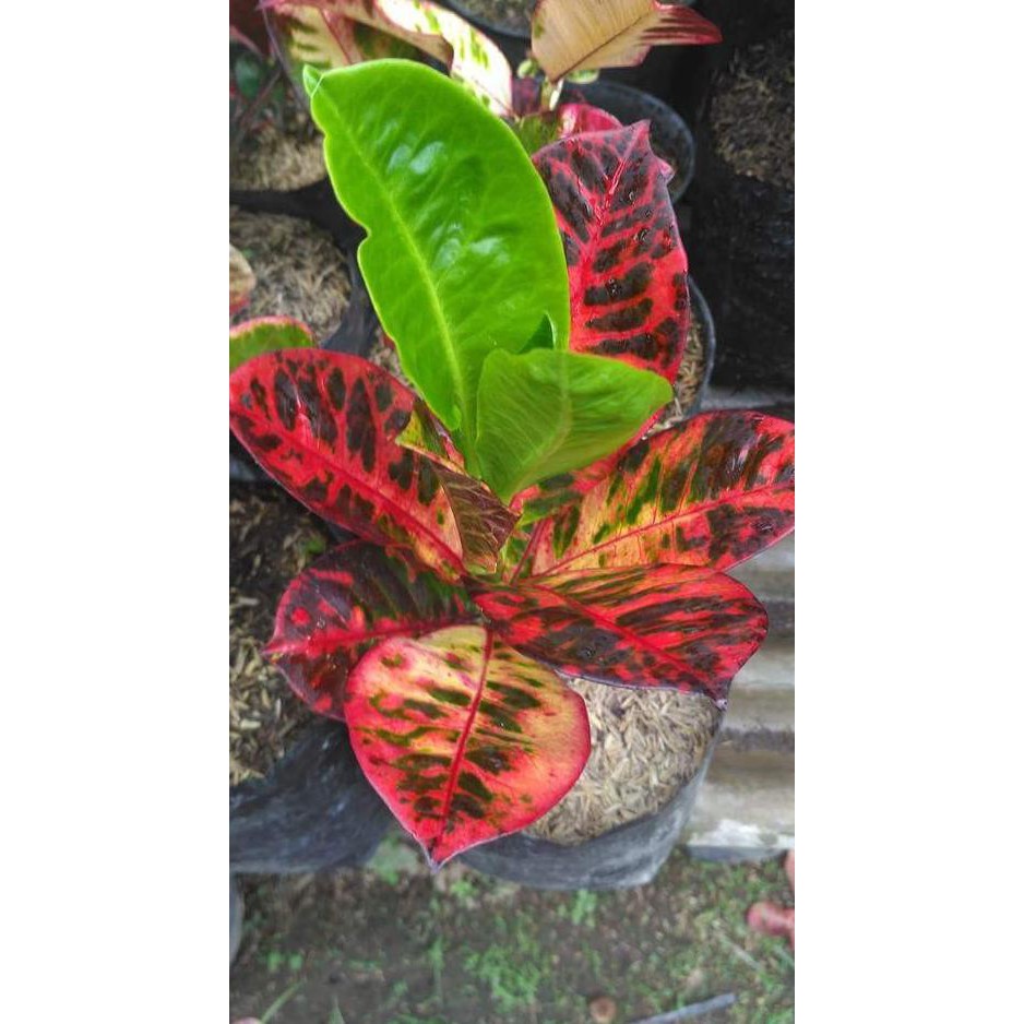 <1^ BIBIT PURING AYU TING TING TANAMAN HIAS =£1