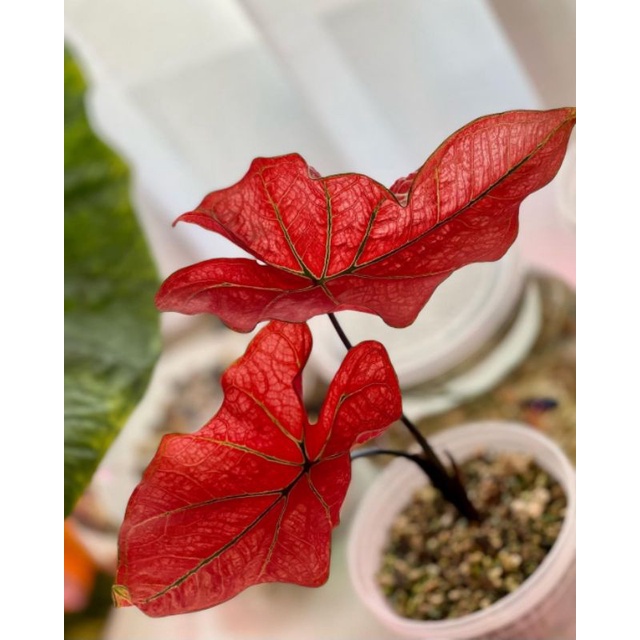 Keladi Red Arini Keladi Hias Festivia / Tanaman hias bunga Caladium import murah berkualitas BUKAN U