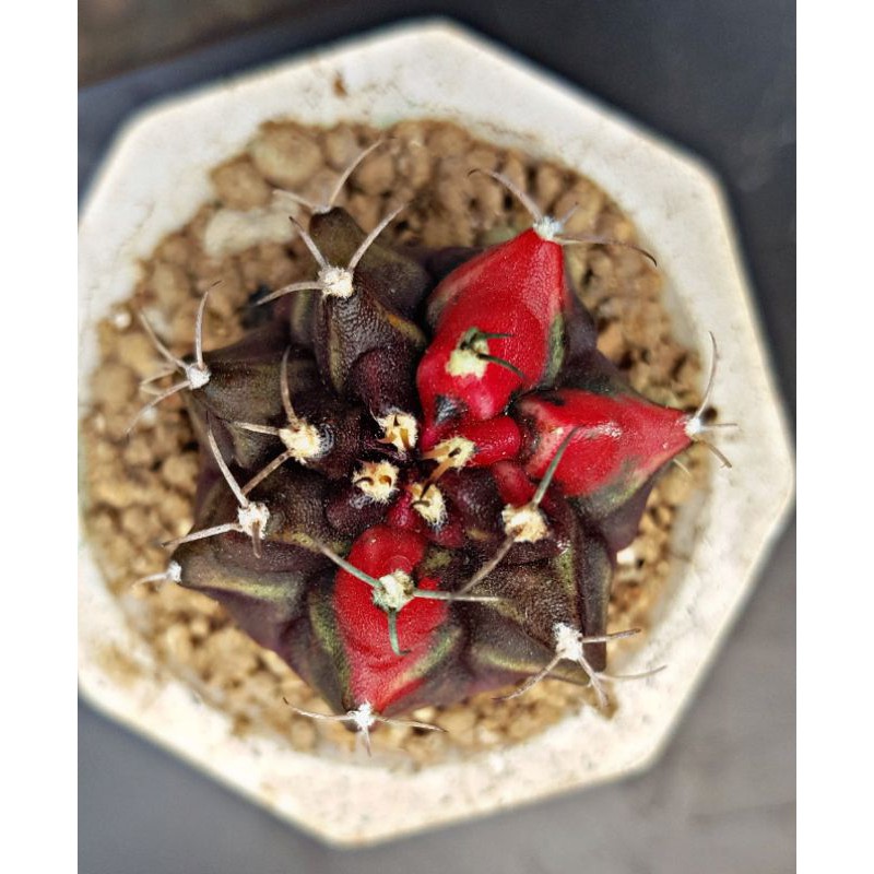 Kaktus / Cactus Gymno Mihanovichi Black Pearl