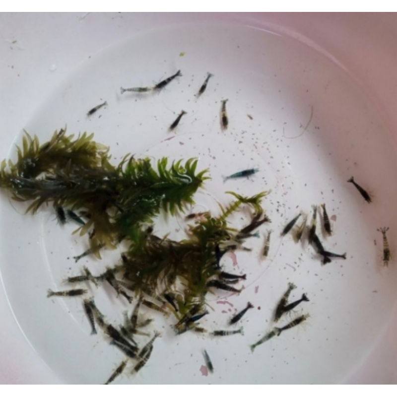 

udang hias blck rili shrimp