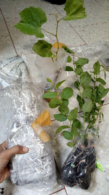 Bibit Bidara Arab/sidr 25-35cm