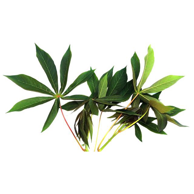 DAUN SINGKONG MUDA SEGAR