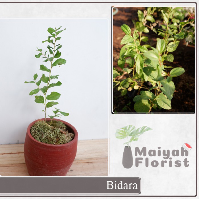 Bidara - Tanaman Herbal