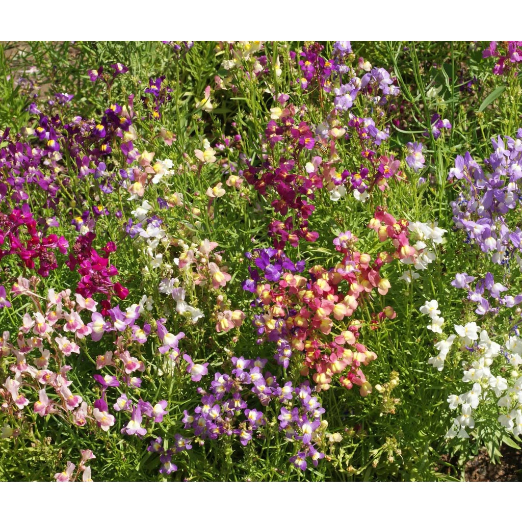 Benih Bibit Biji - Bunga Linaria Fairy Bouquet Mixed Flower Seeds - IMPORT