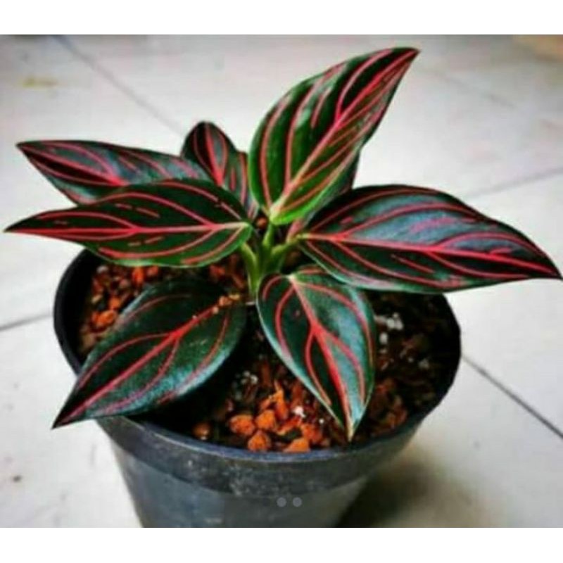 Tanaman Hias bibit-anakan Aglonema Rotundum tiger red