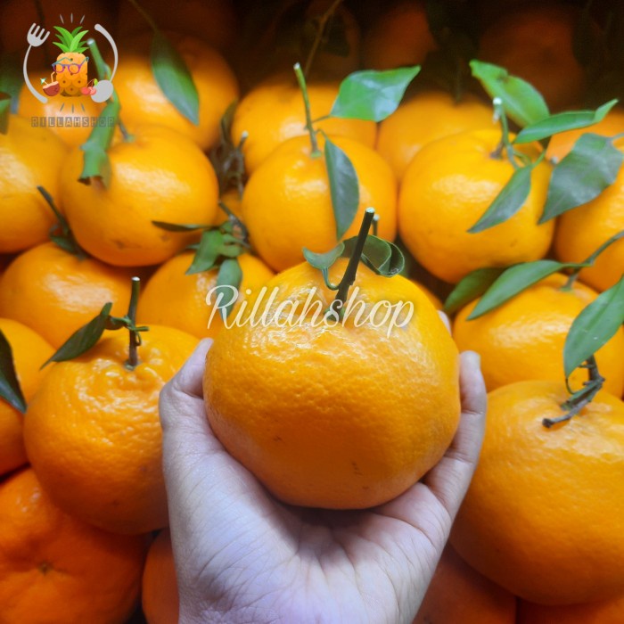 

Buah Jeruk Chunjian Taiwan | Jeruk Taiwan Manis Seedless