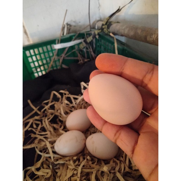 FGFG56846 Telur ayam Bangkok Mangon kumbang hitam asli fress dan fertil 564568