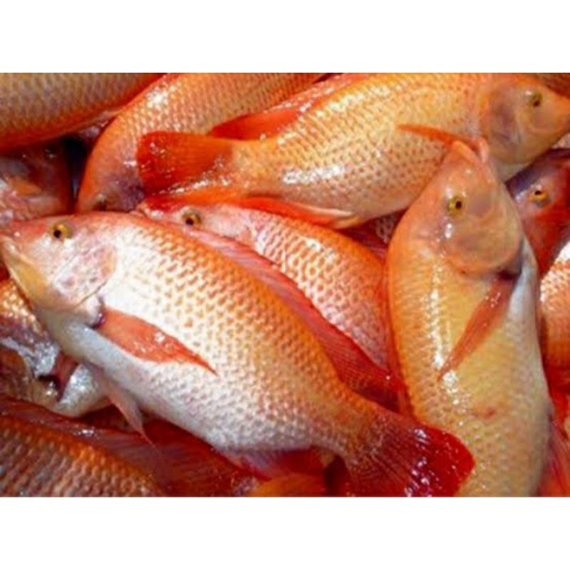 

ikan nila merah