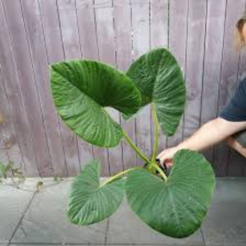 PROMO ALOCASIA ALBA