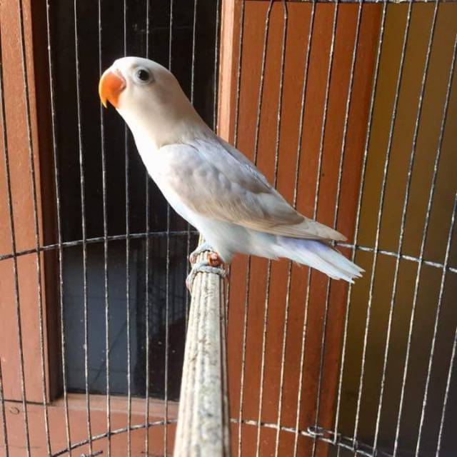 Online Deals From Riri Bf Shopee Indonesia