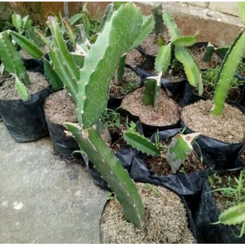 Bibit tanaman buah naga kuning/Pohon buah naga kuning