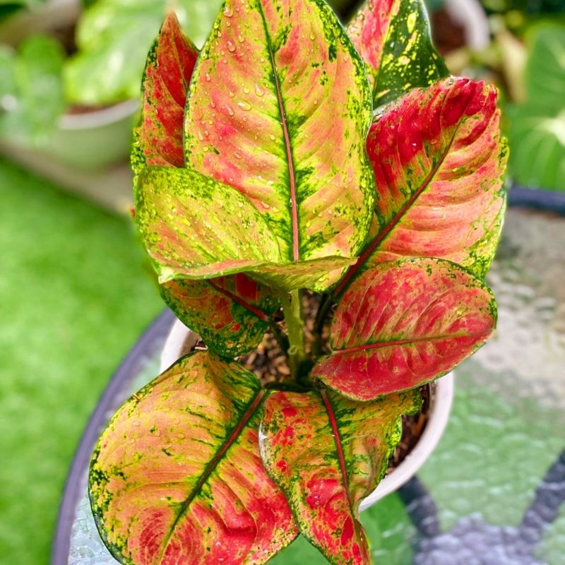 Aglonema Heng Heng mutasi/Aglaonema Heng Heng merah/aglonema murah/aglonema lokal/Heng Heng