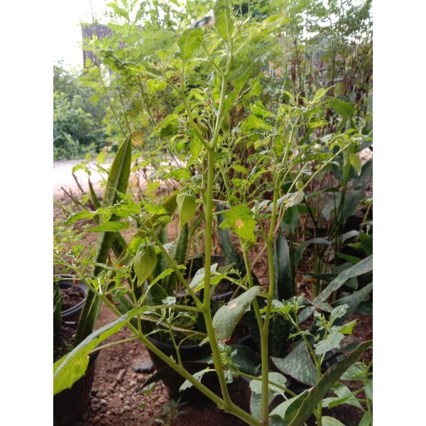 

Daun ciplukan segar herbal 250 gr silahkan di pesan