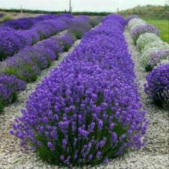 Tanaman Hias Bibit bunga lafender/tanaman hidup bunga lafender