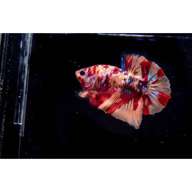 Anakan / Bahanan Ikan cupang hias Koi / Nemo galaxy multi colour #003