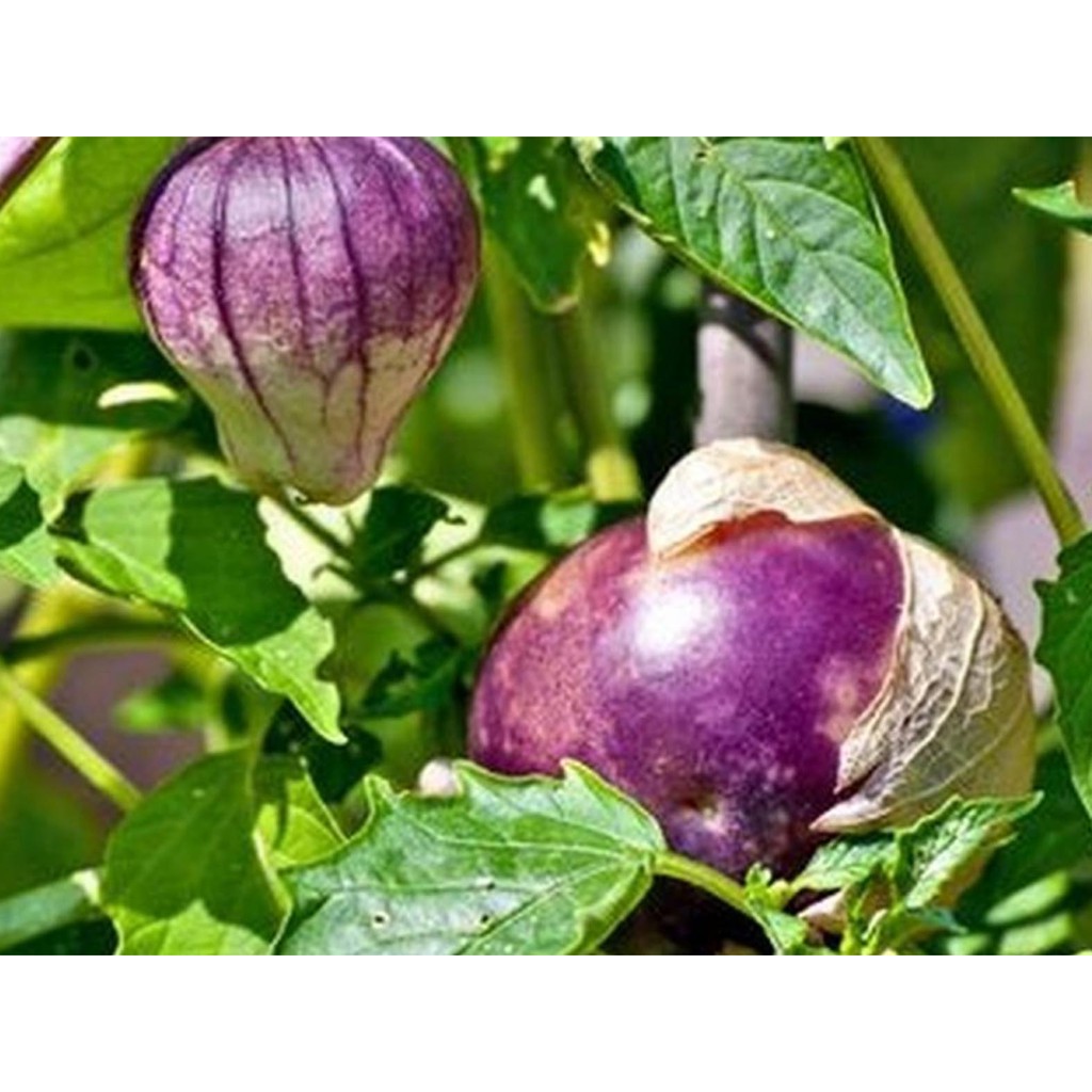 Bibit Benih Biji Ciplukan Ungu Purple Tomatillo - Bibit Tanaman Pohon Ciplukan Ungu - Ciplukan - COD