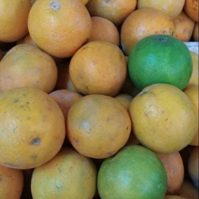 Jeruk baby java  manis bagus buat baby