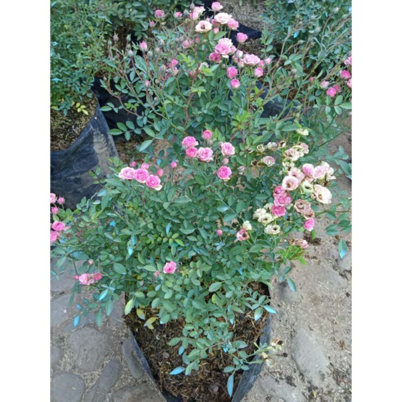 BUNGA MAWAR BABY ROSE INDUKAN / DEWASA TERMURAH