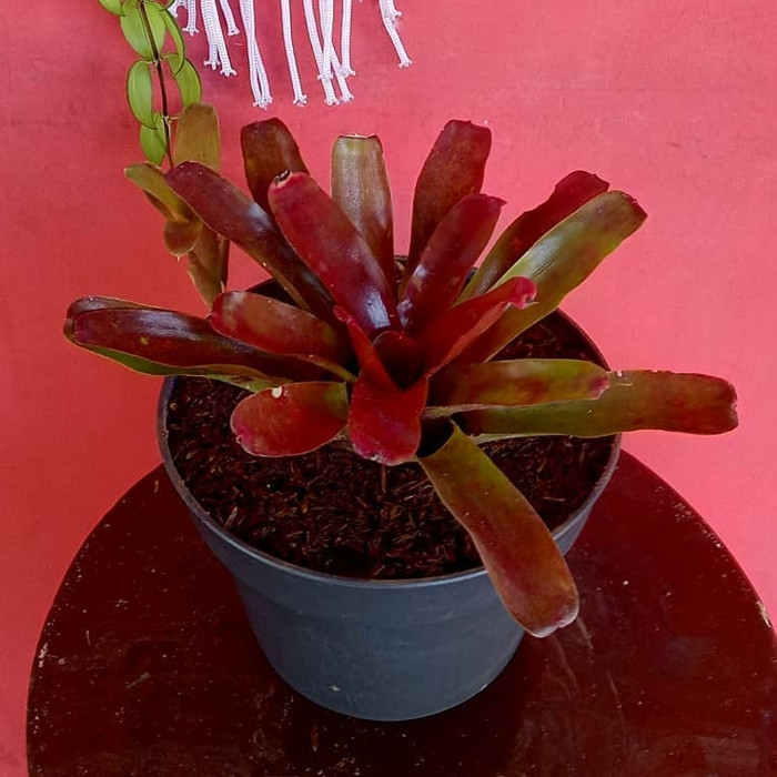 Tanaman hias bromelia merah mini - bromelia merah