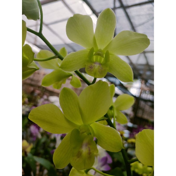 anggrek dendrobium hijau pupus berbunga
