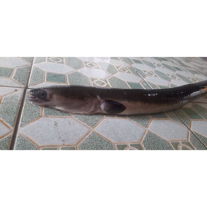 

sidat tawar/unagih fresh / frozen 500 gram