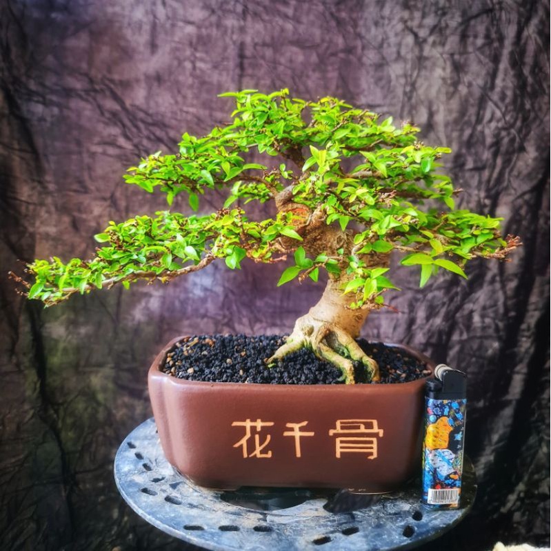 Bonsai Anting Putri Mikro Small Siap Pajang prestasi bersertifikat Pratama