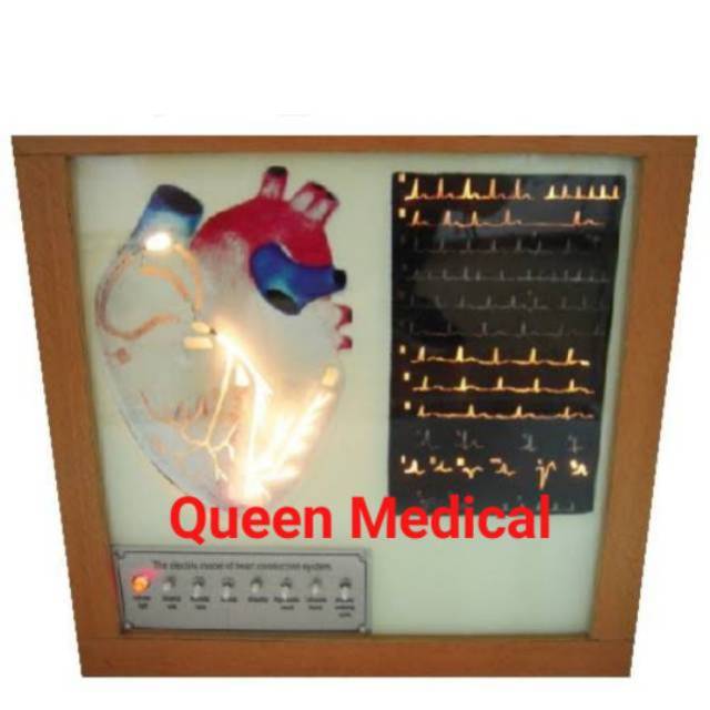 Alat Peraga Electric Heart Conduction System GL 7007