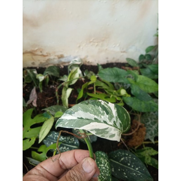 Ekor Naga Varigata Putih