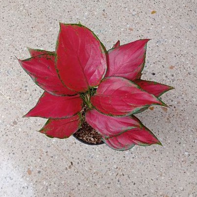 Aglonema Super Red Queen Merah Maroon