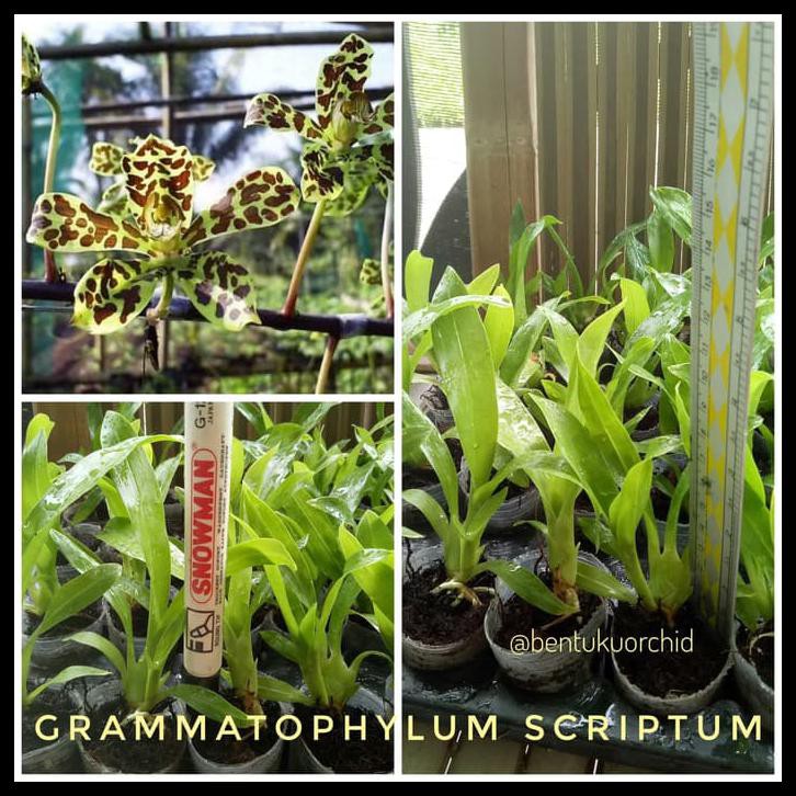 Seedling Grammatophyllum Scriptum/ Anggrek Grammatophyllum