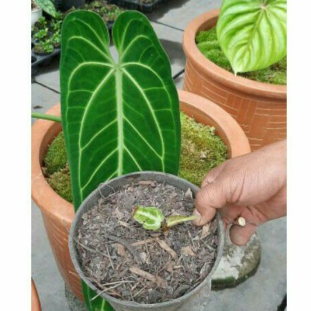 LIDAH GAJAH / Anthurium warocqueanum
