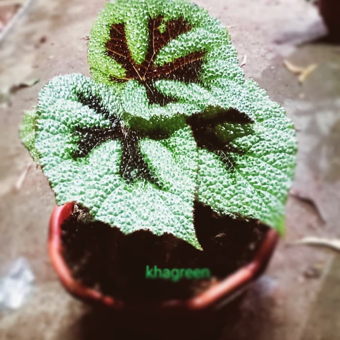 begonia tapak macan type 1 /tanaman hias /indoor/outdoor/begonia   Murah