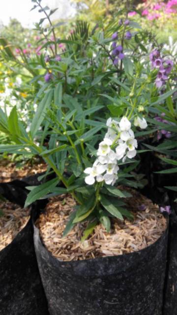 Tanaman bunga Angelonia lavender