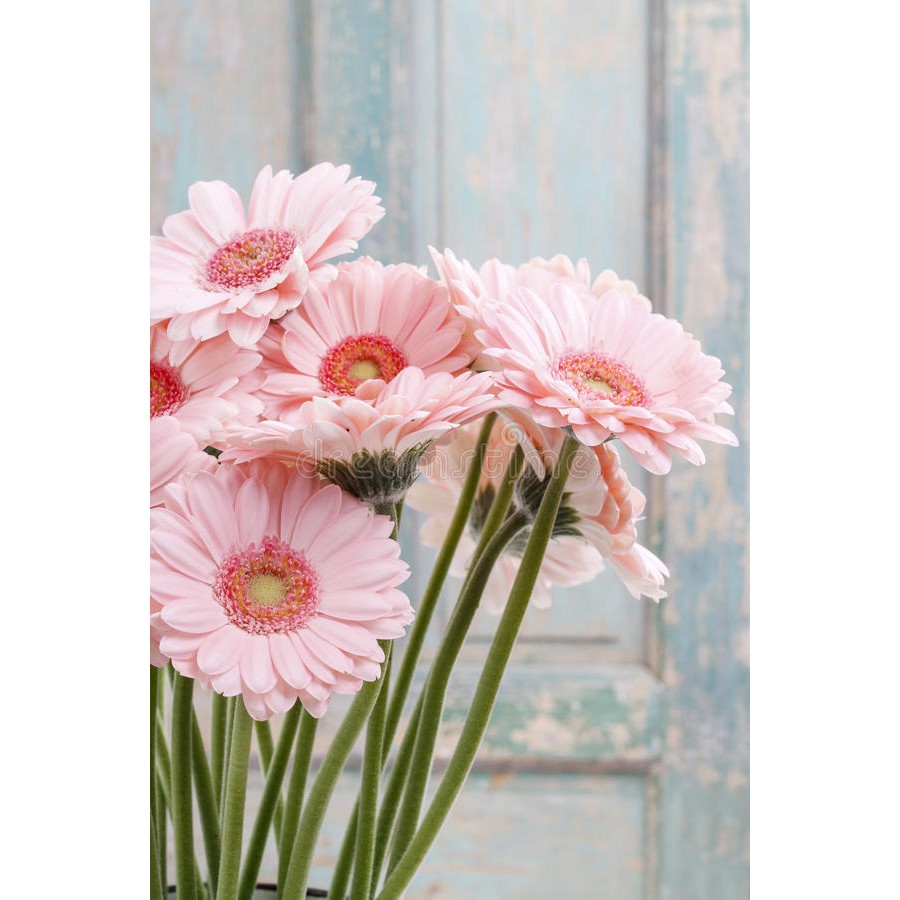 BUNGA GERBERA - HEBRAS - ASLI - PINK - BUNGA POTONG