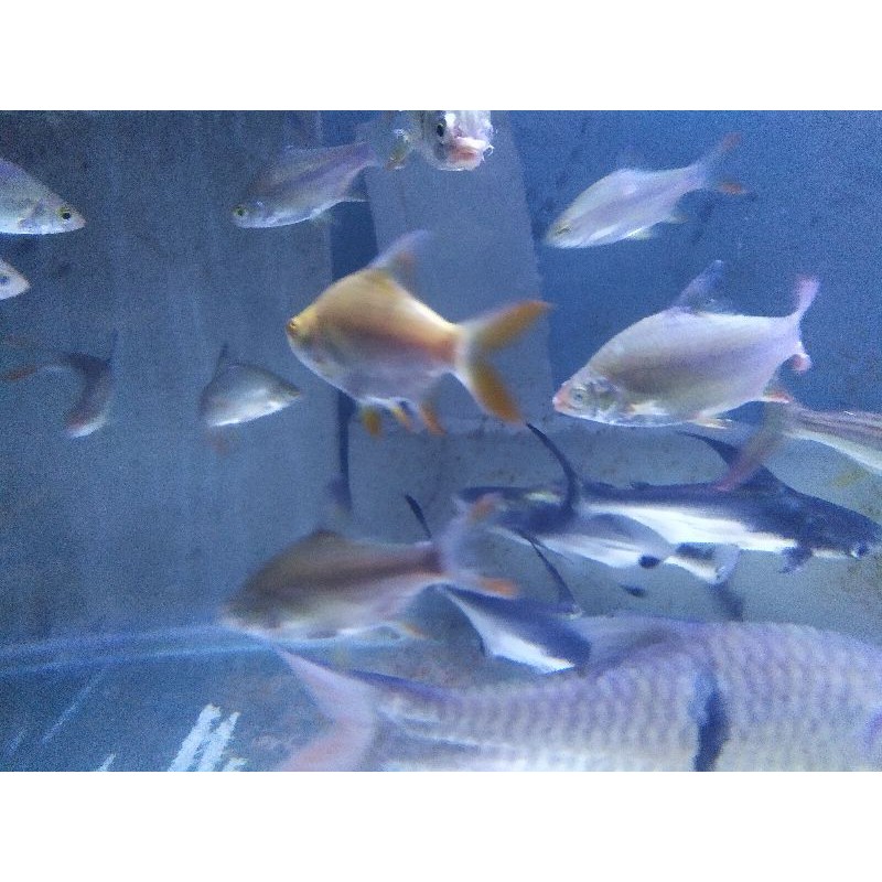 Genghis Khan/Hiu Air Tawar size 15-17cm