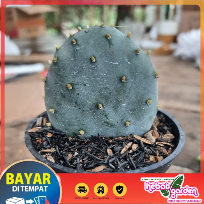 BELI DI SINI opuntia robusta blue - Hebat Store