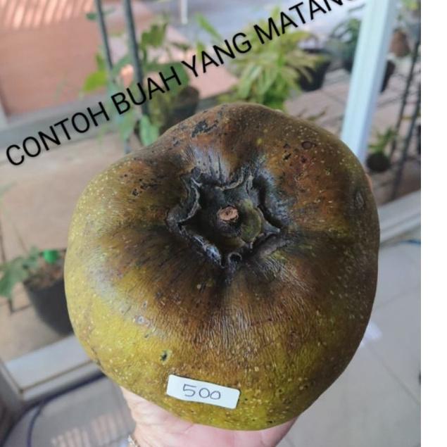 

[KODE PRODUK VS8MK6936] Buah giant black sapote
