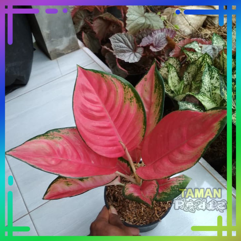 Tanaman Aglonema Kochin Pink/ Aglaonema Pink Kocin - Benih Tanaman Hias Aglonema