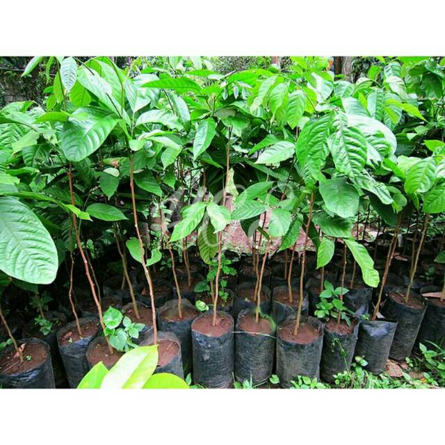 Bibit buah duku palembang duku manis dan murah