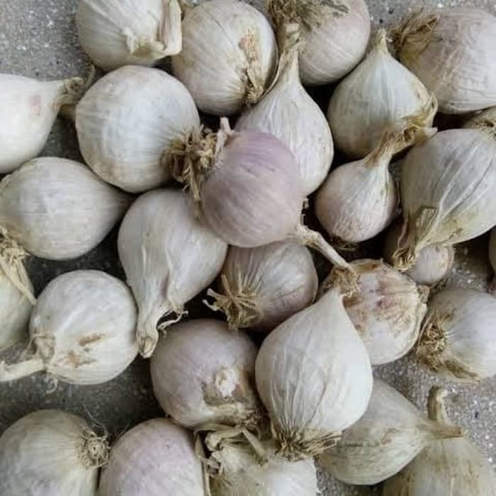 

Bawang Lanang Tunggal Putih 250gram