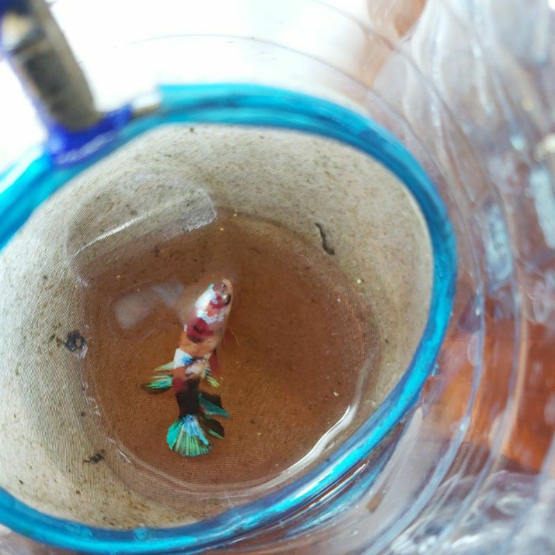 Female Cupang Betina Koi Galaxy Multicolor