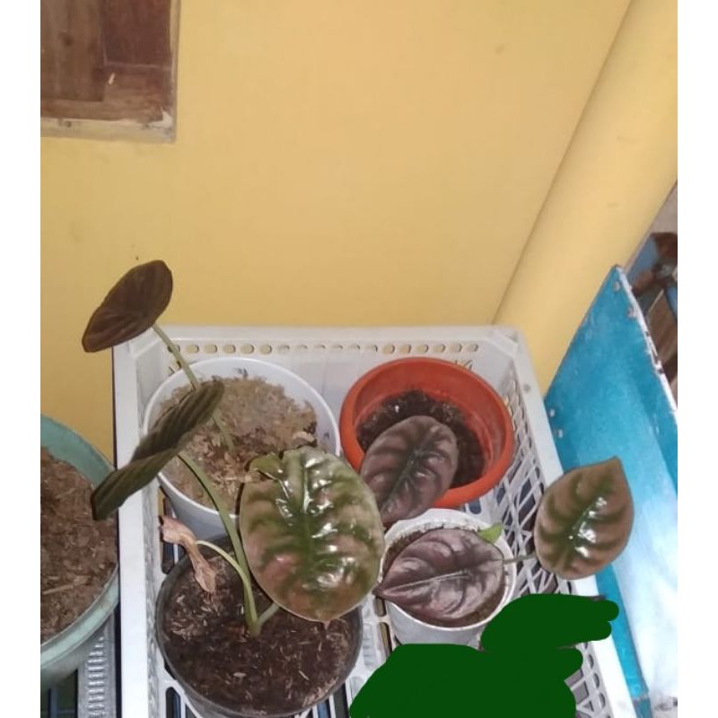 Alocasia Cuprea / Keladi Tengkorak