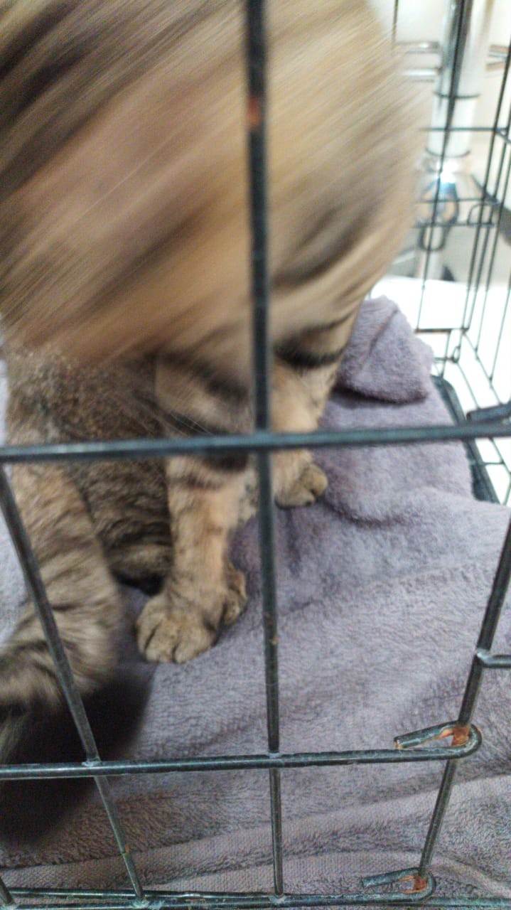 Lcx Payung Terbalik / Down Umbrella/payung Terbalik Motif / Payung Motif