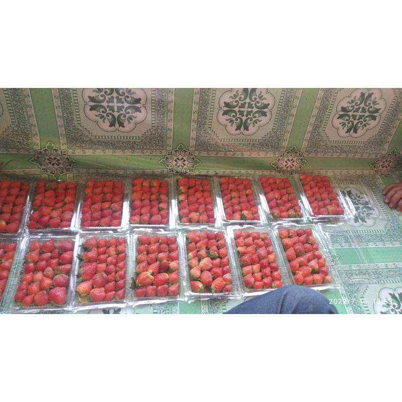 

Strawberry segar jumbo kemasan 1000 gr