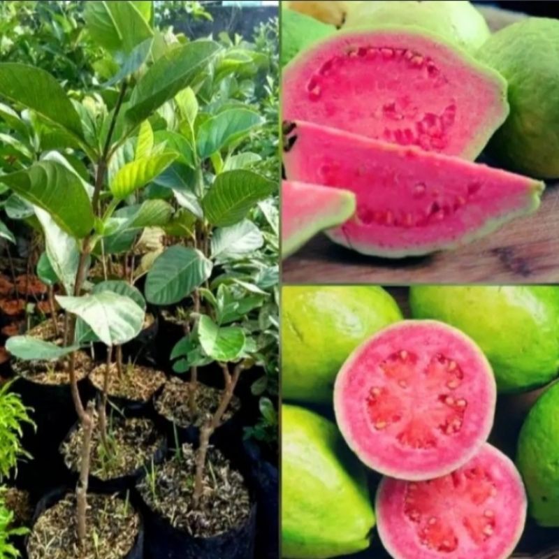 Bibit Pohon Jambu Merah / Pohon Jambu Biji / Jambu Merah