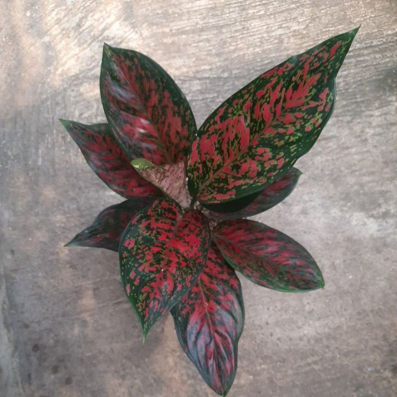 aglonema red venus jumbo