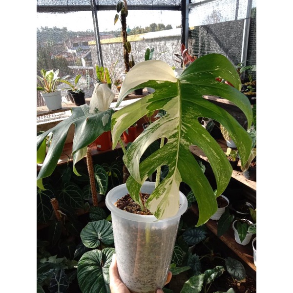 Monstera Deliciosa Variegata ( king )